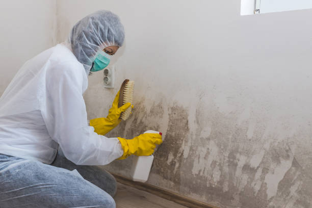 Best Residential Mold Removal  in Grand Ledge, MI
