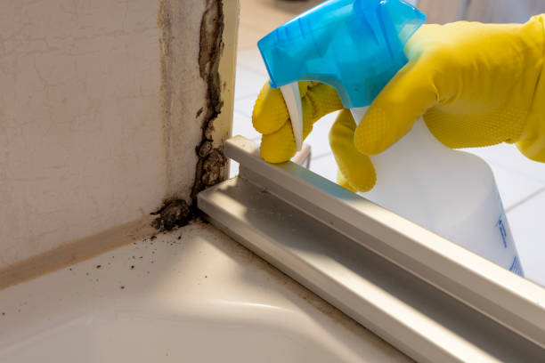 Best Professional Mold Removal  in Grand Ledge, MI