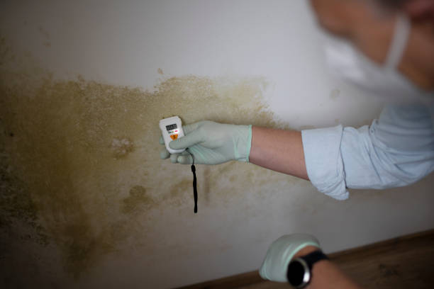 Best Mold Cleaning Services  in Grand Ledge, MI