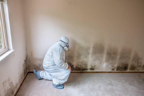 Professional Mold Removal in Grand Ledge, MI