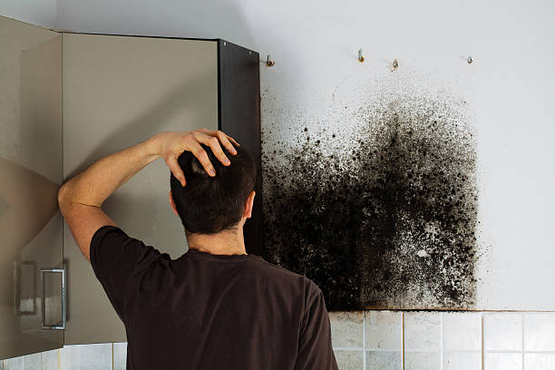 Best Crawl Space Mold Removal  in Grand Ledge, MI